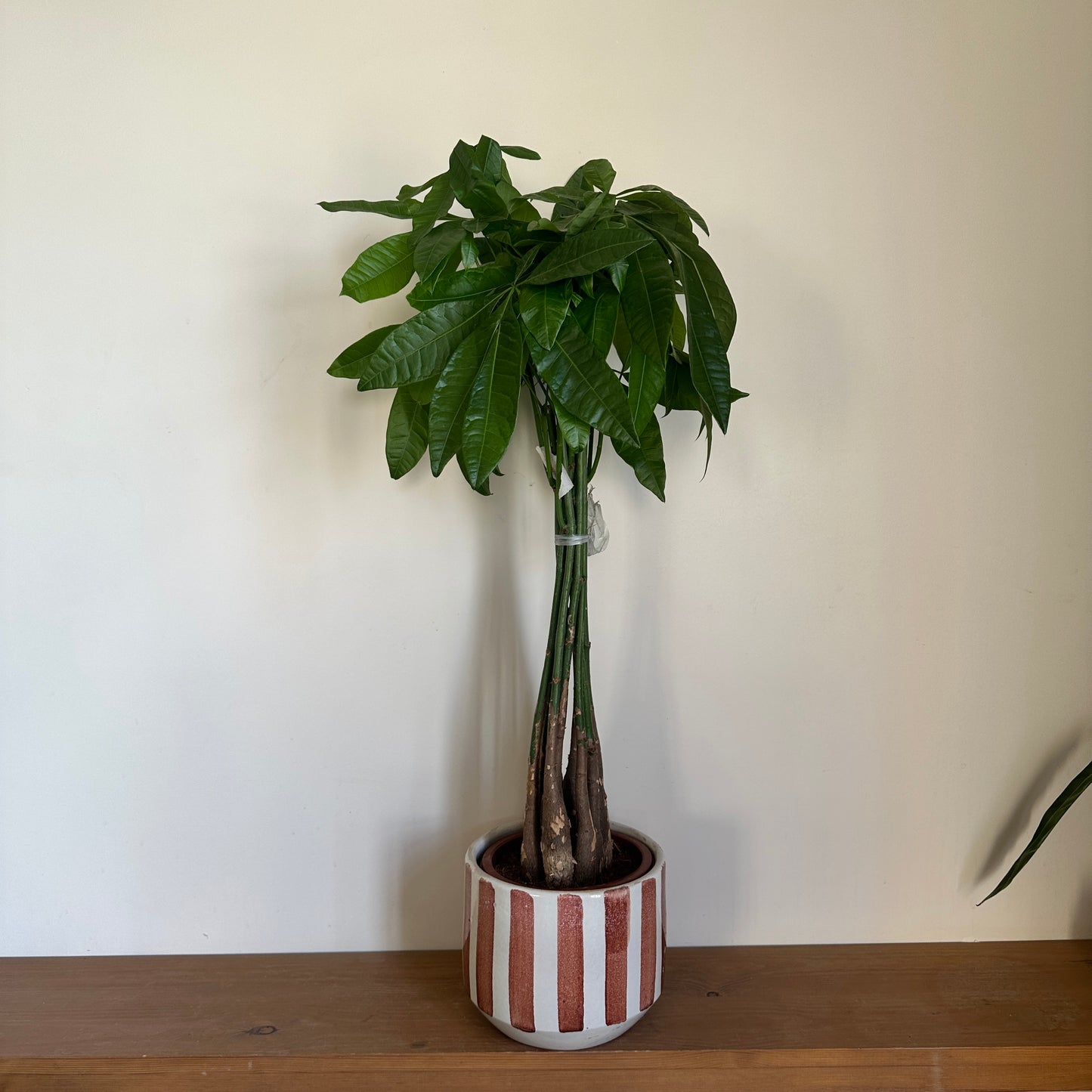 Money Tree