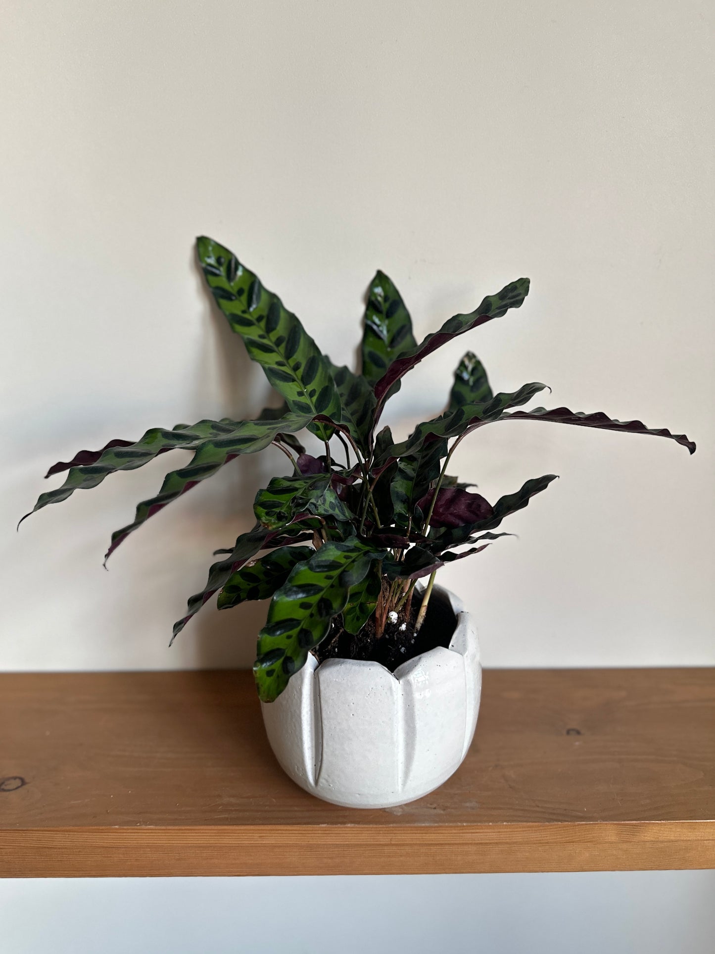 Calathea Rattlesnake in ceramic