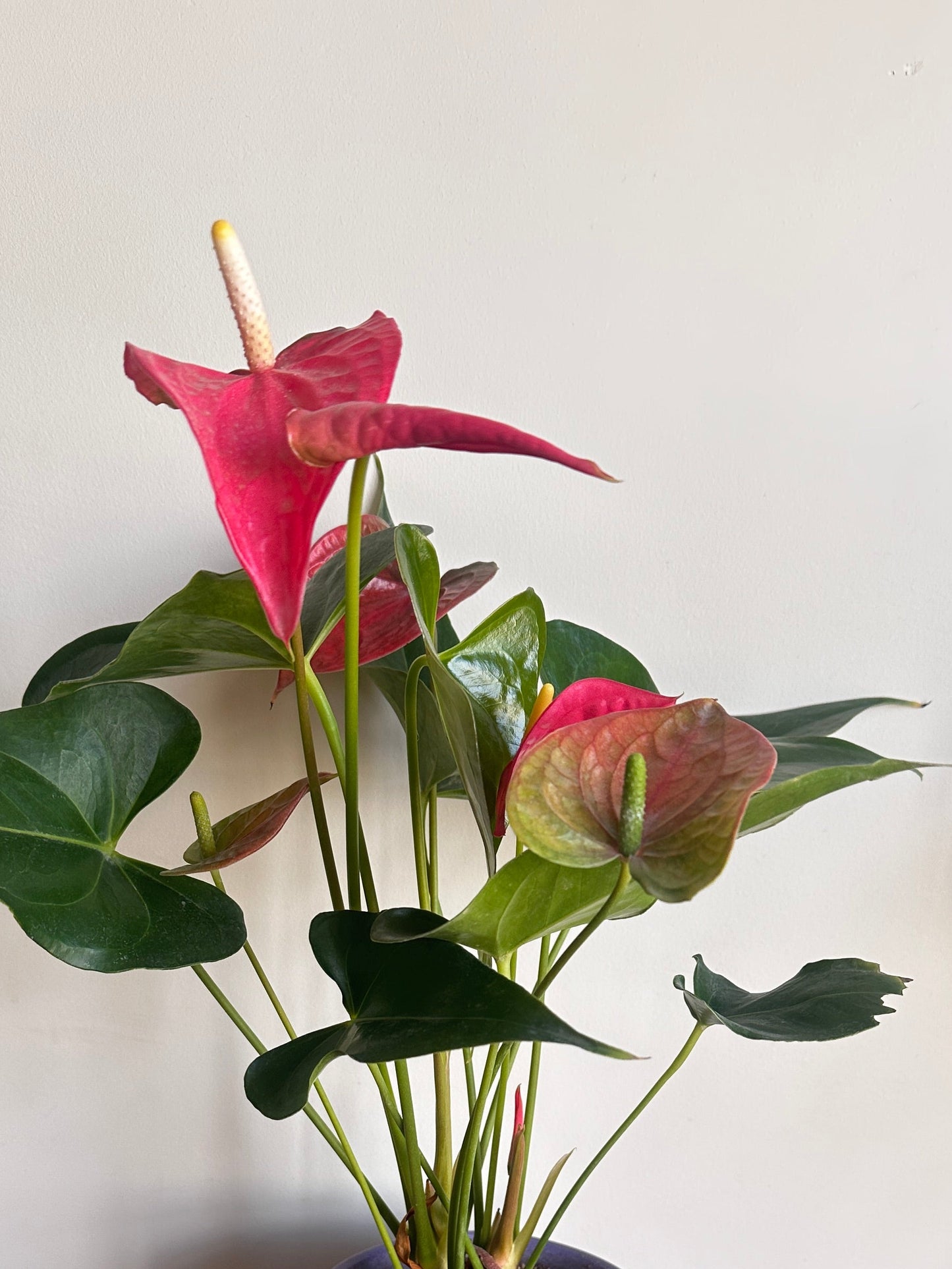 Flamingo Flower