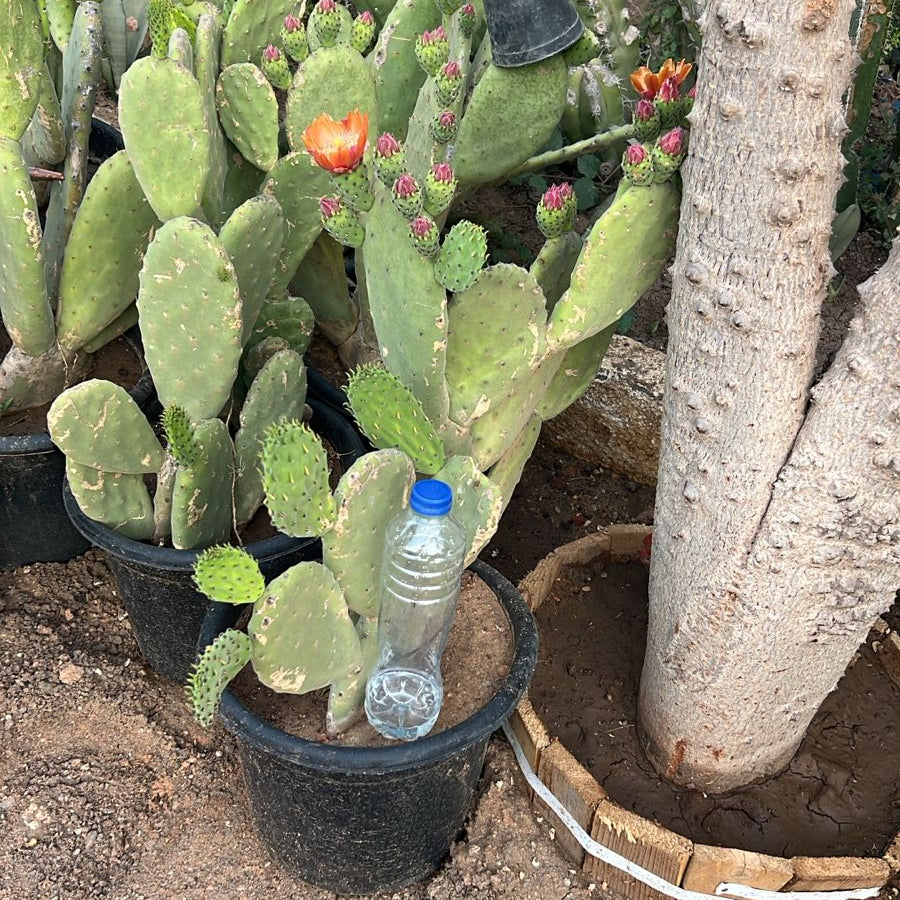 Potted cacti with a water bottle on a dirt ground