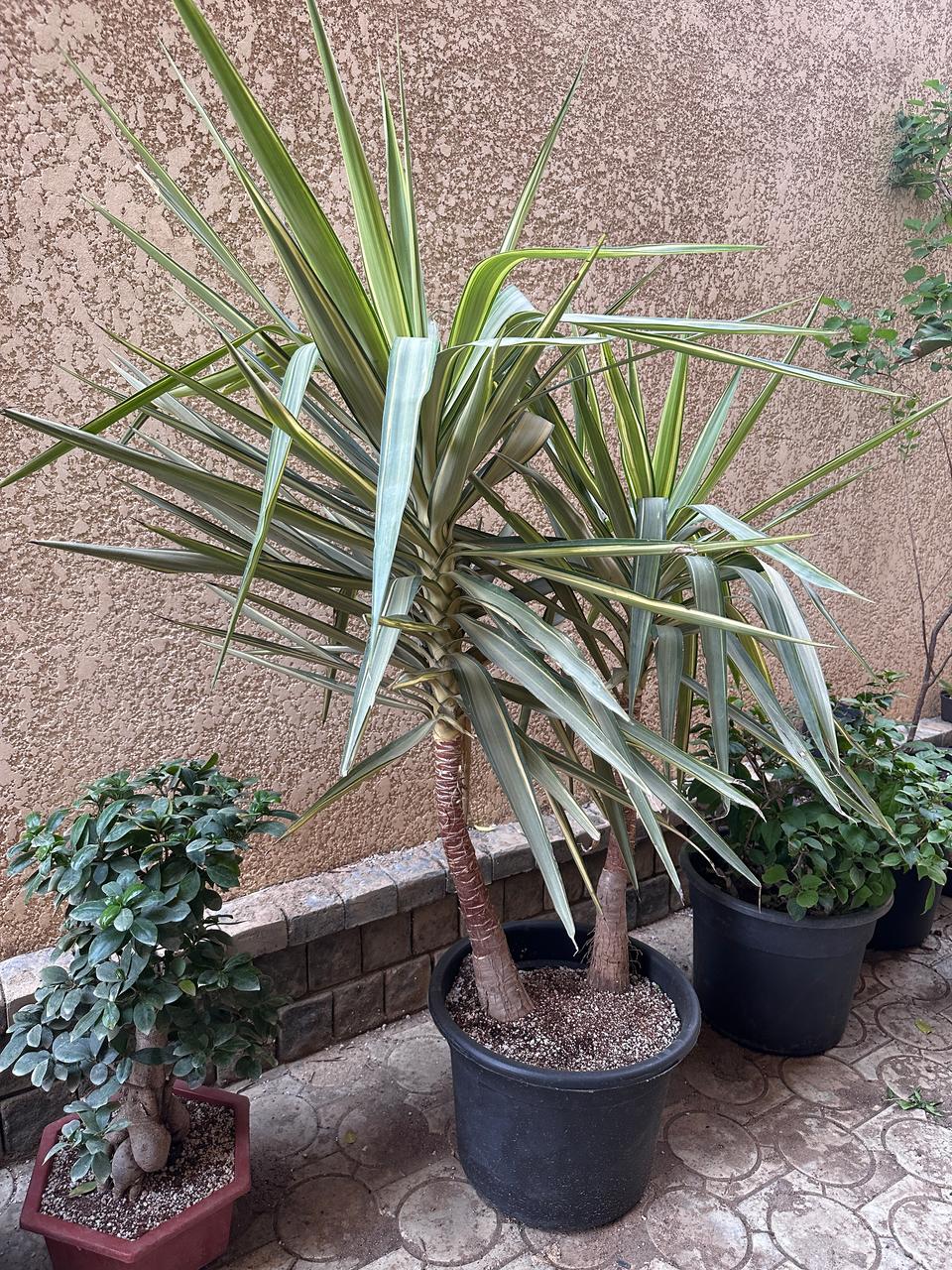 Yucca