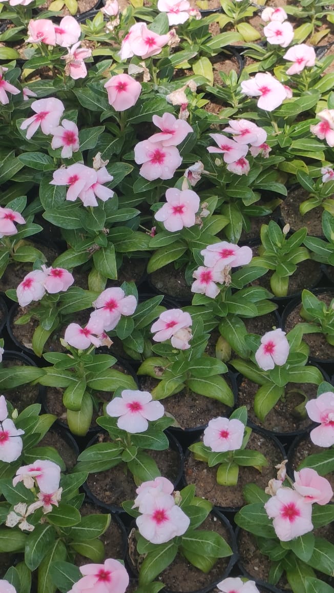Vinca