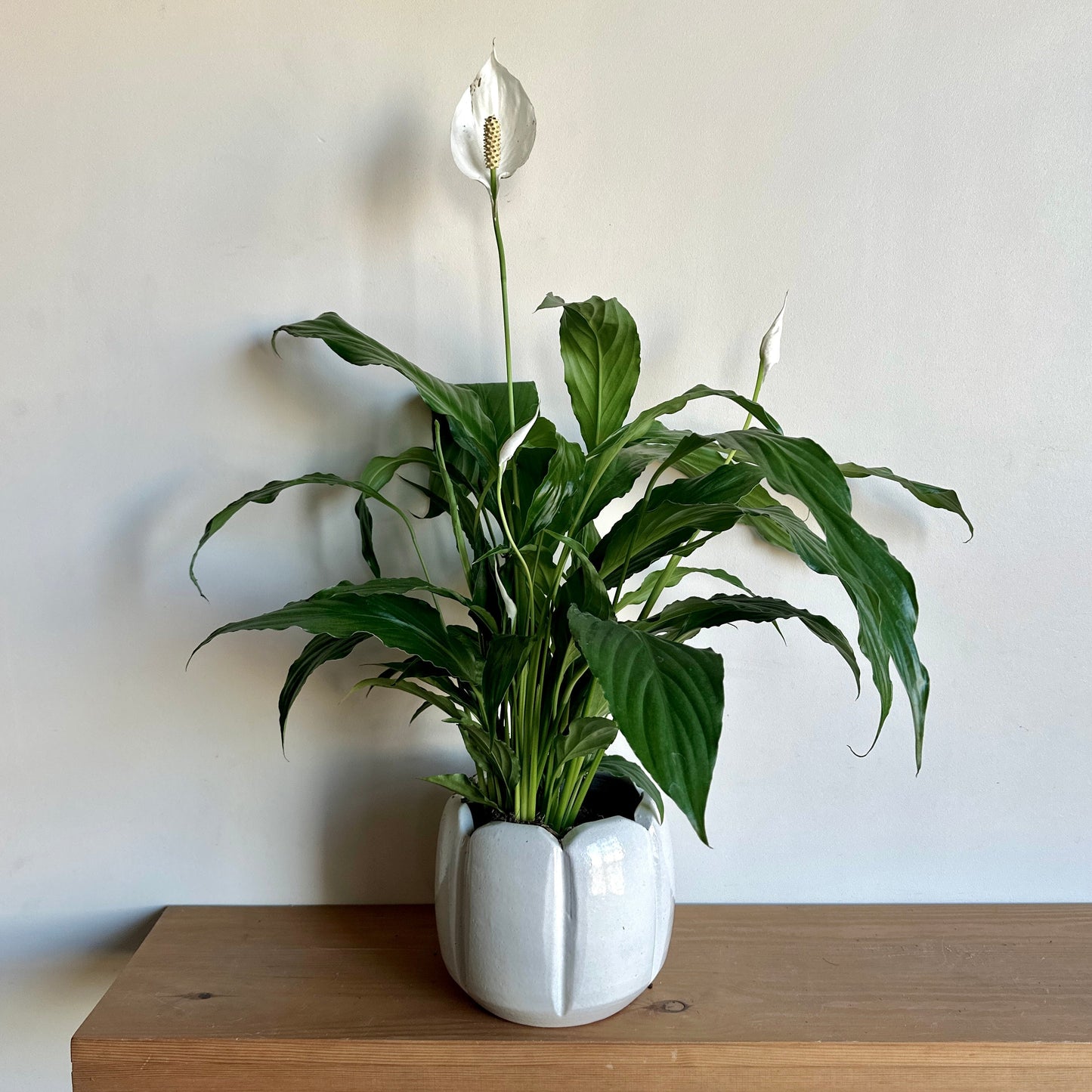 Potted peace lilly plant in off white striped ceramic pot on a wooden shelf against a plain wall |kaynuna