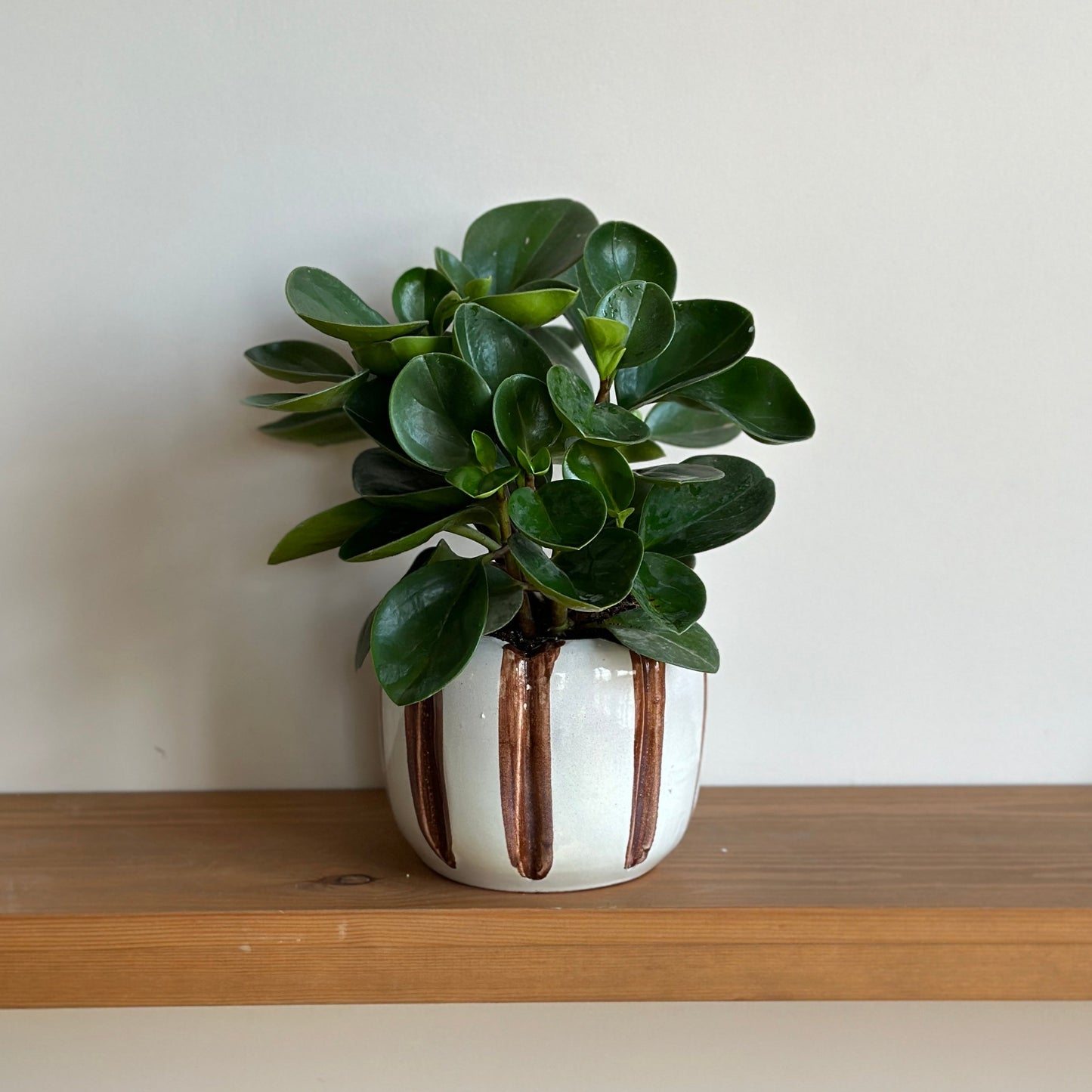 Peperomia_houseplant_in_Striped_honey_comb_White_Ceramic_Pot