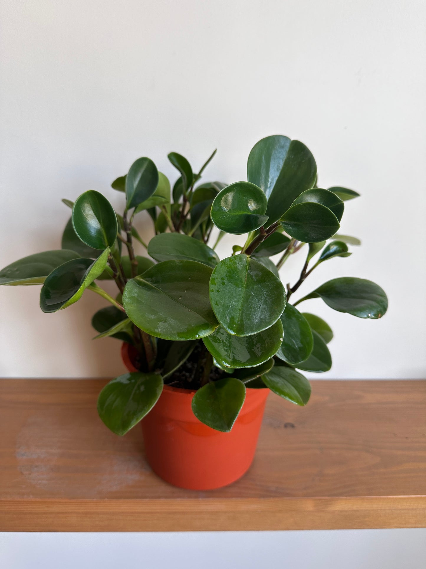 Green Peperomia Plant in brown pot, Size 16cm |kaynuna|