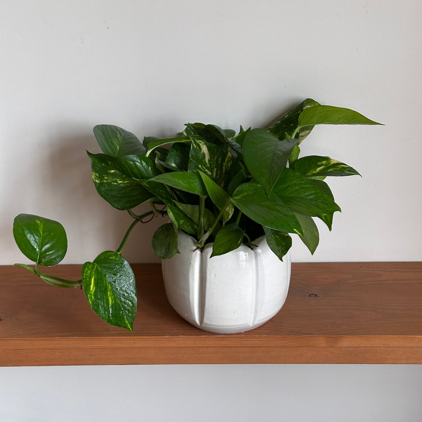 Green pothos plant in a white ceramic pot against a white wall with a wooden frame.