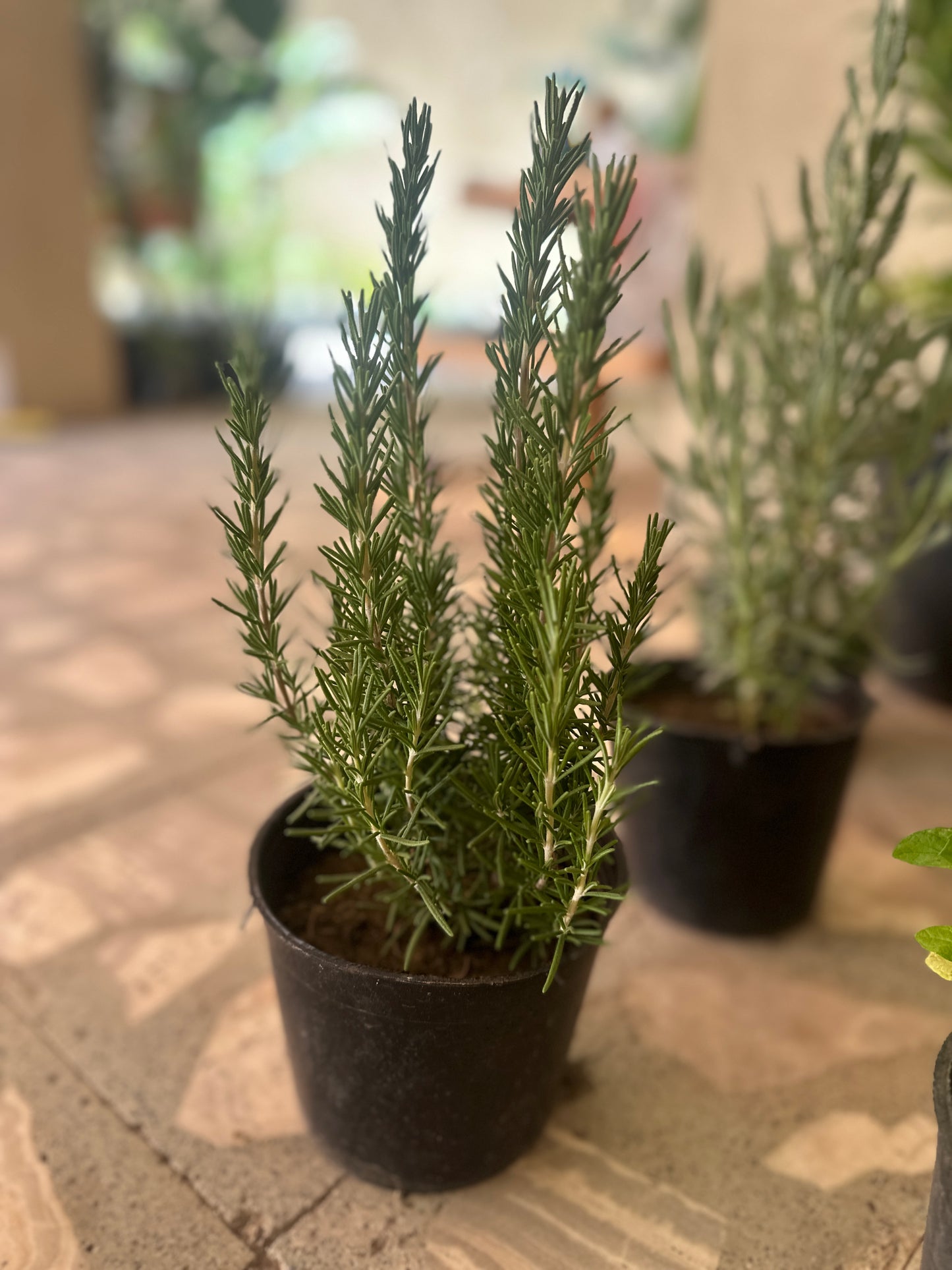 Rosemary Herb size 16cm pot |kaynuna
