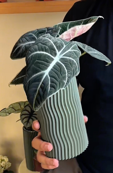 Alocasia 'Black Velvet'