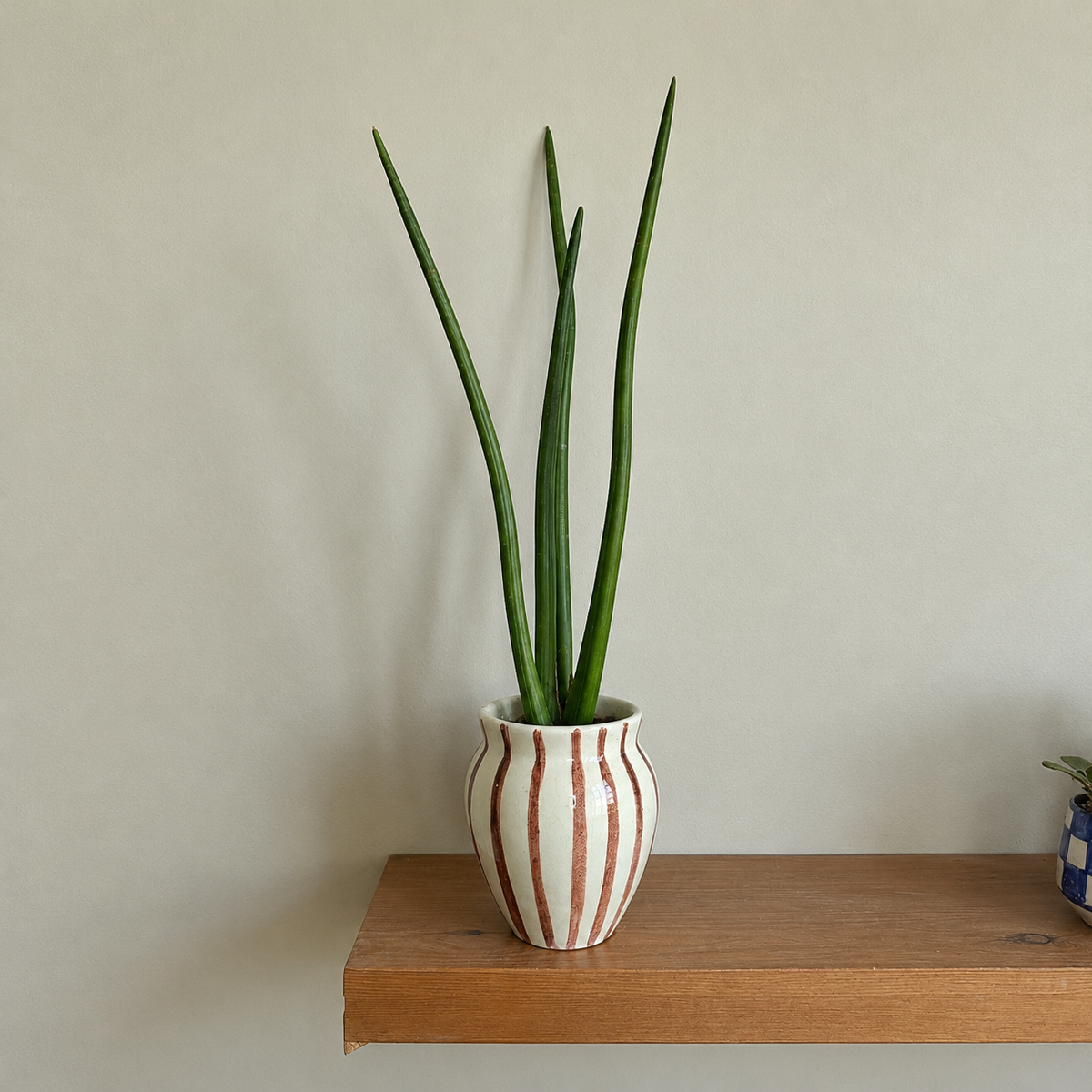 A tall green snake plant in a white ceramic pot with vertical terracotta-colored stripes, displayed on a wooden floating shelf against a neutral beige wall. - kaynuna