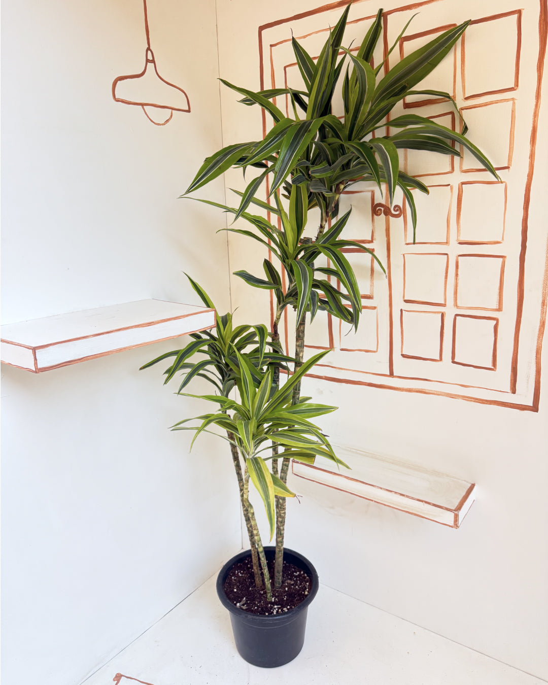 dracaena fragrans lemon surprise Lemon Surprise - Dracaena Fragrans