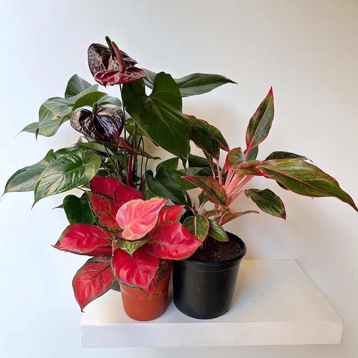 Three potted plants houseplants, two adlonemas and one Anthuriuma, on a white surface. | kaynuna | Egypt