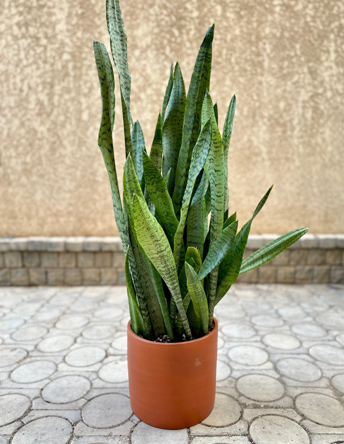 Tiger Snake Plant in Clay Pot