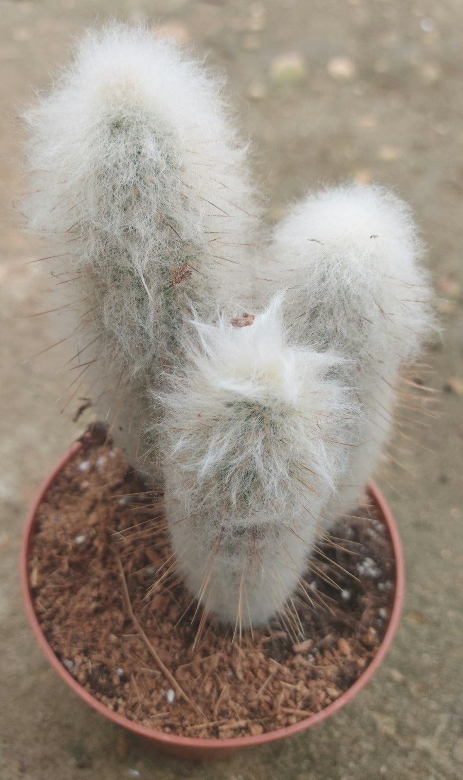 Old Man Cactus