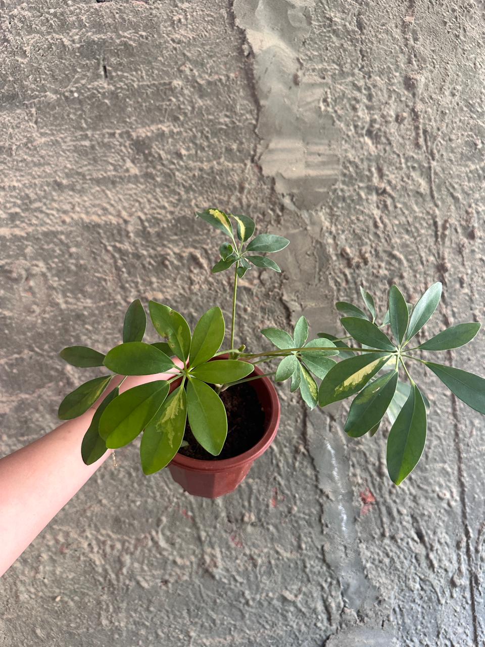 Schefflera Plant - Clearance