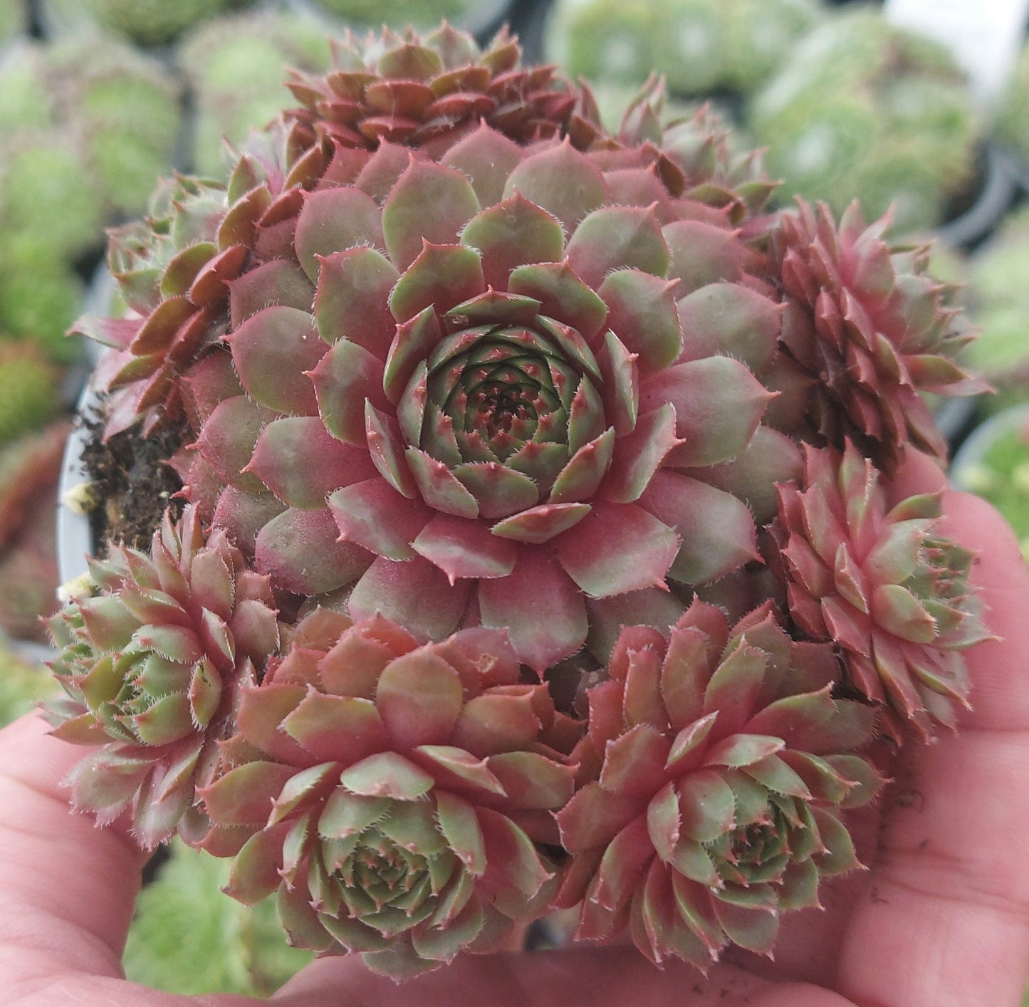 Hens & Chicks Succulents
