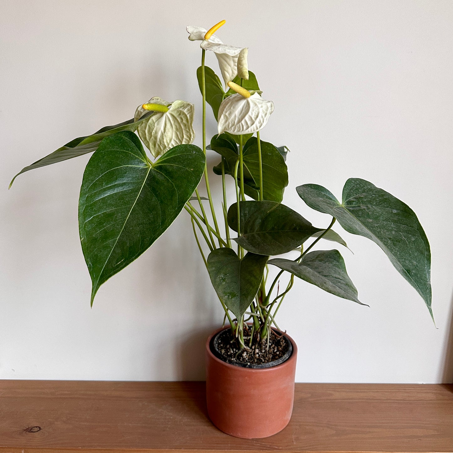 White Flamingo Flower Houseplant |kaynuna| Egypt