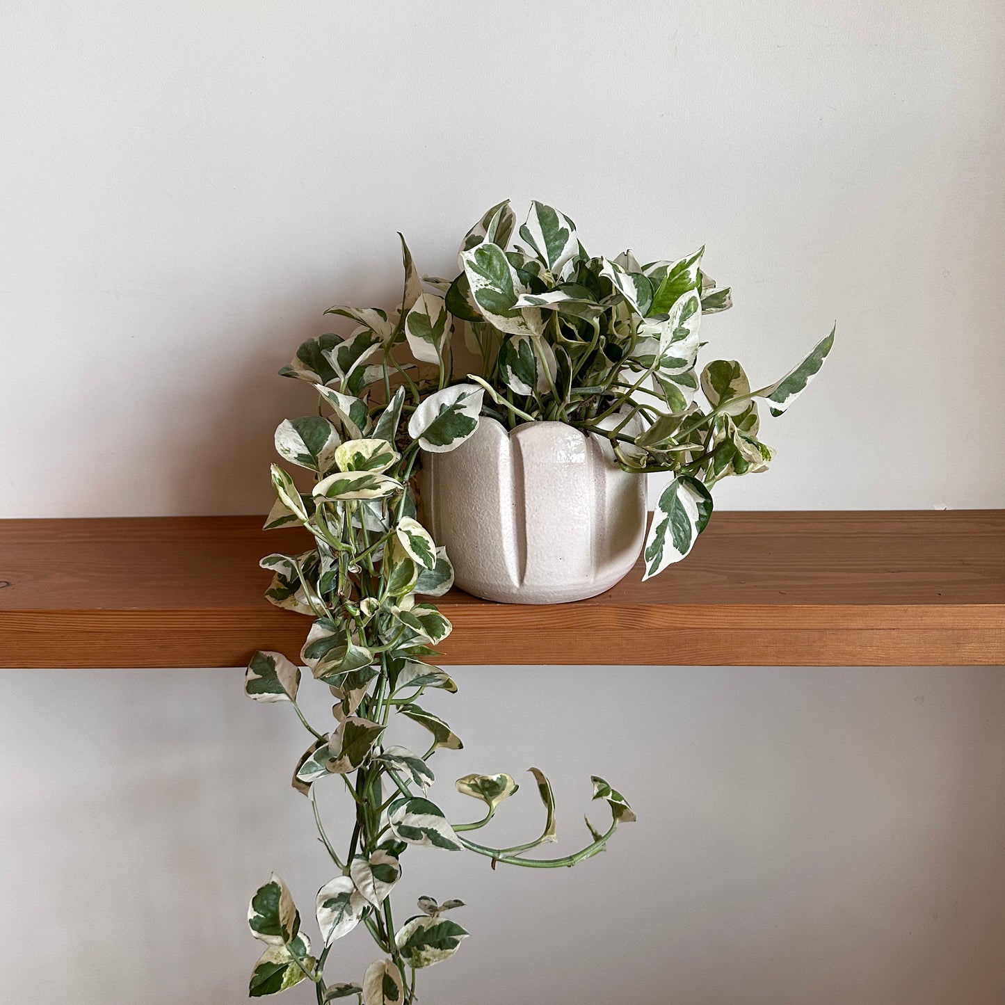 White Pothos in Ceramic pot