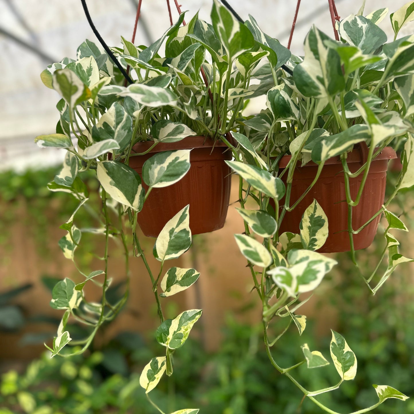 Hanging potted white pothos plants with variegated leaves in a greenhouse setting