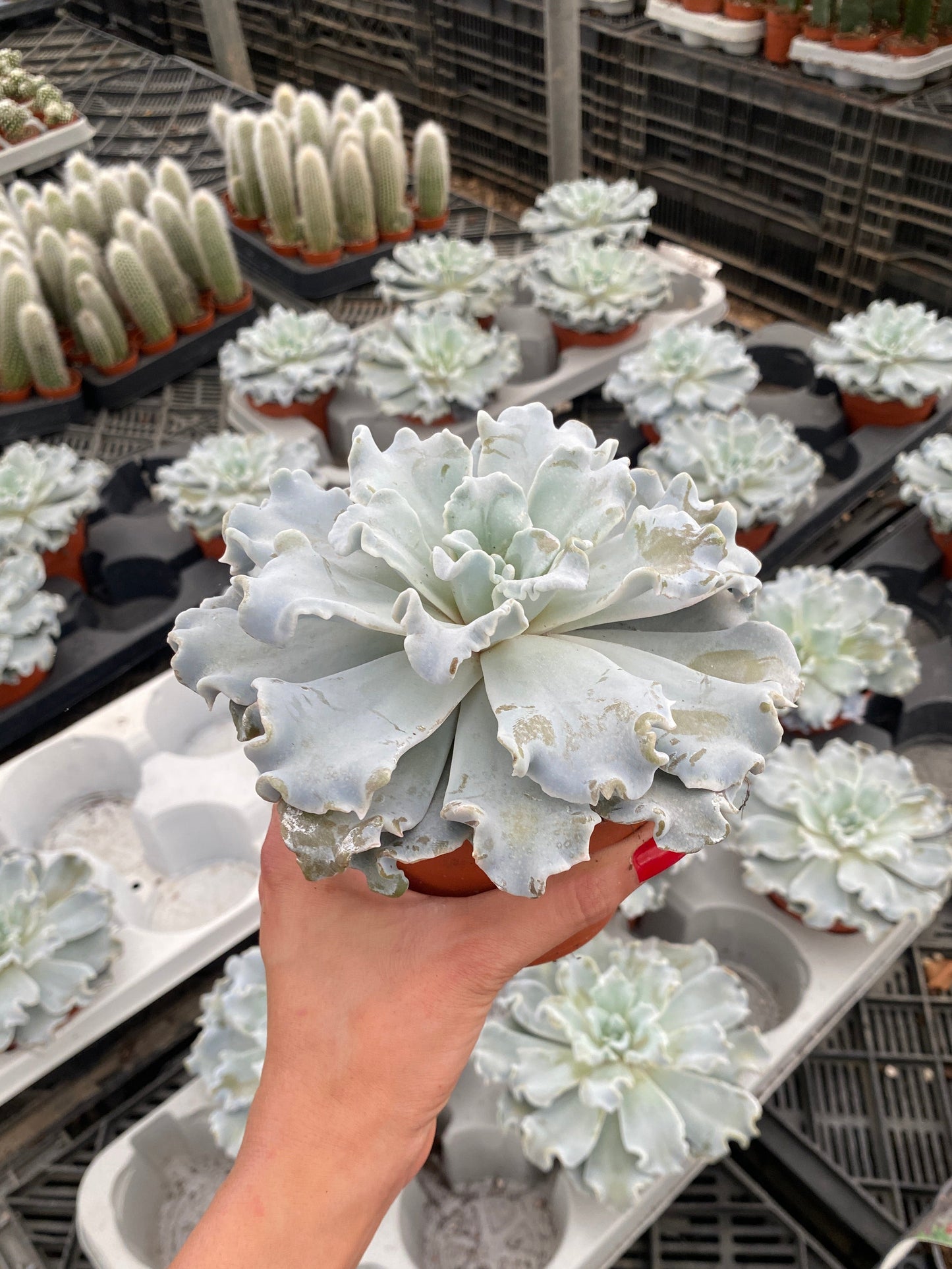 Petal Waves Succulent