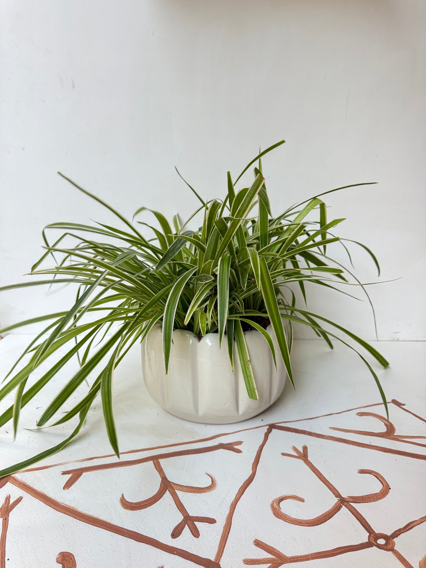 Spider Plant XXL