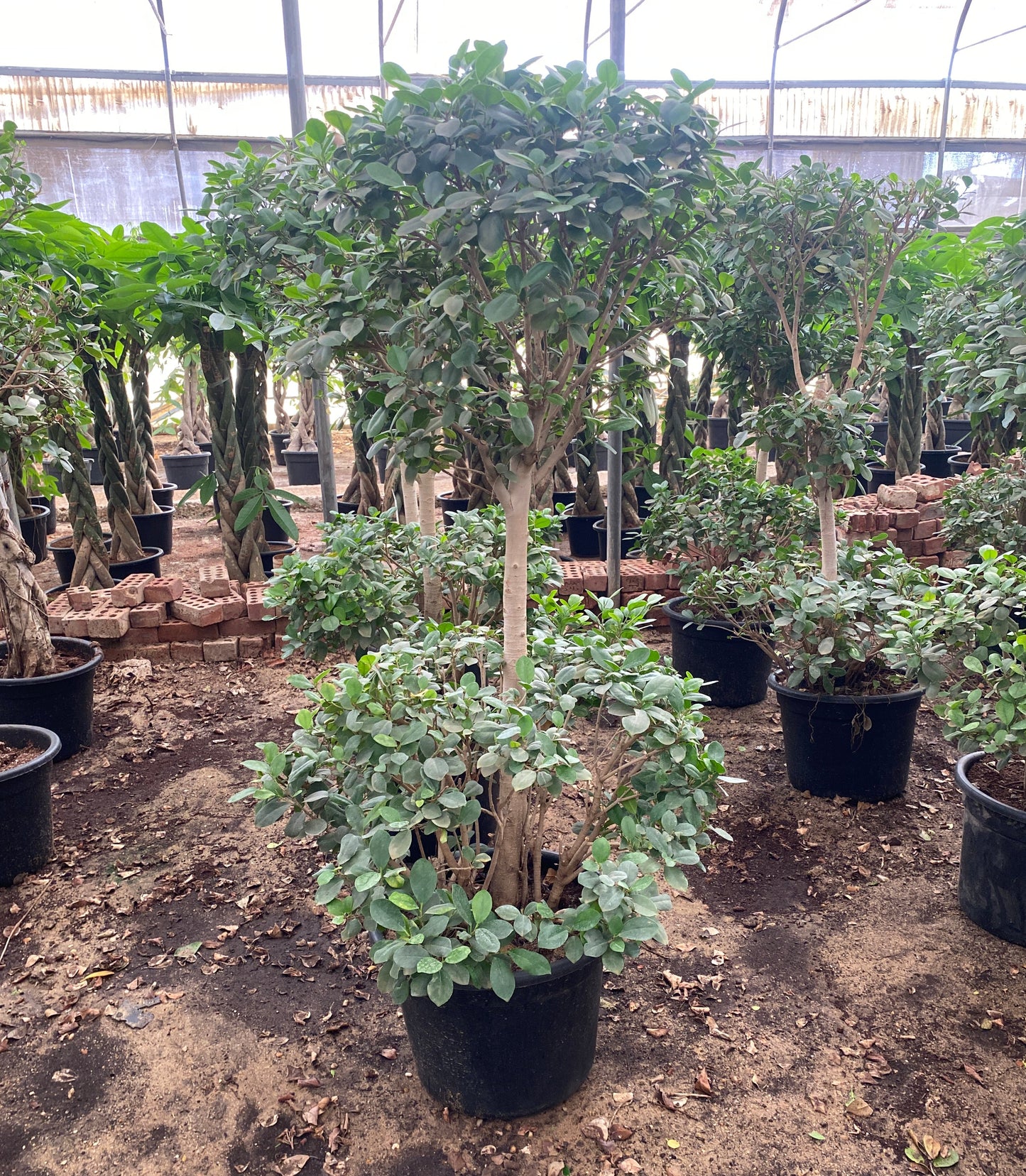 Little Forest