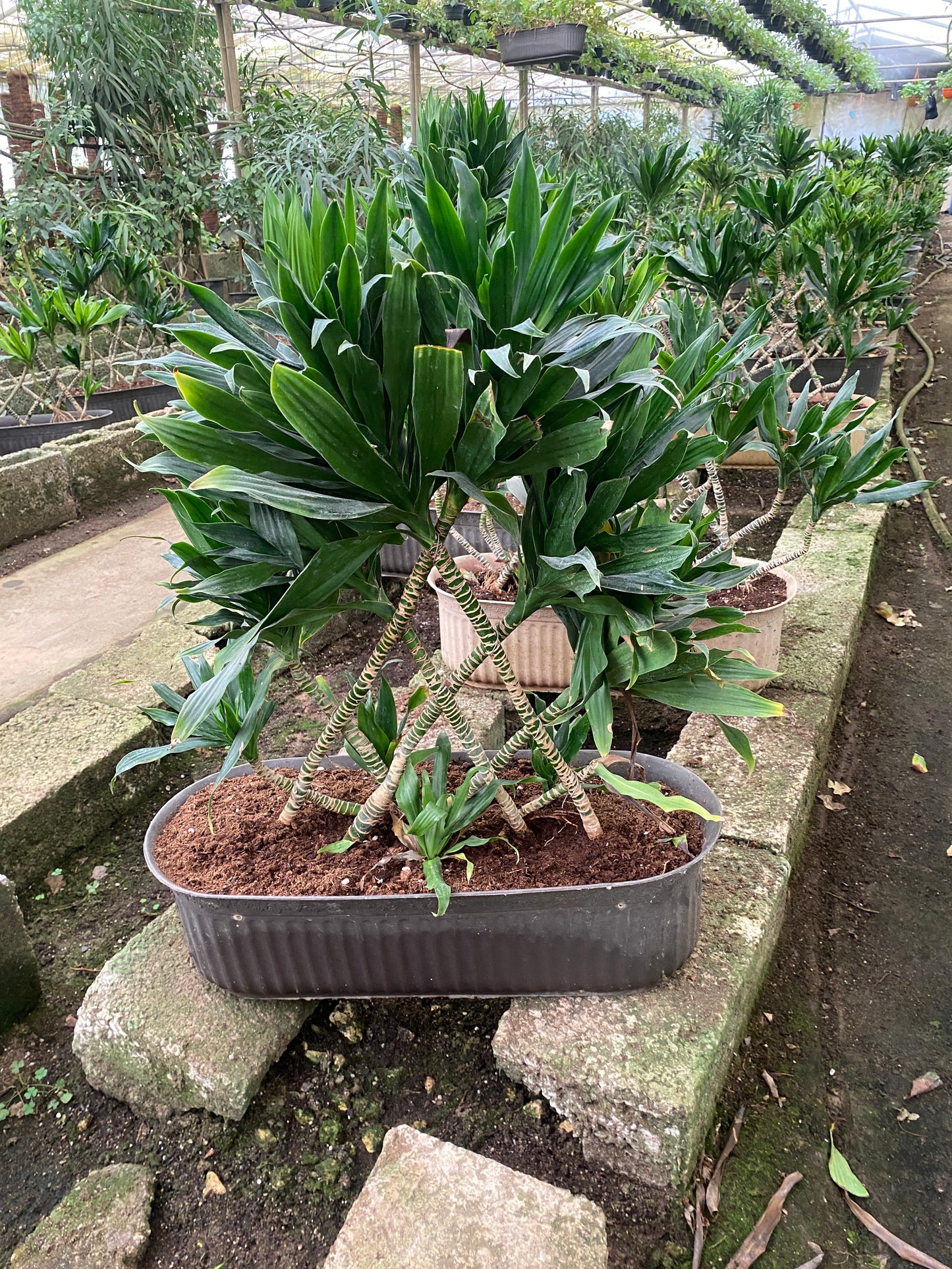 Neat Leaves Dracaena