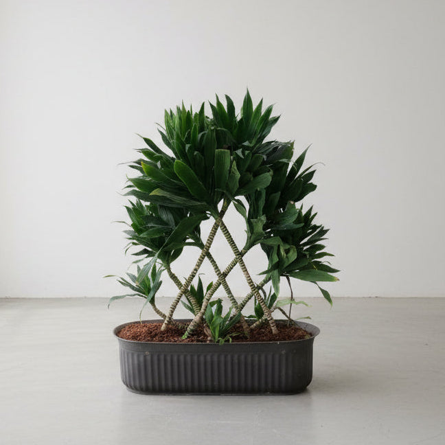 Neat Leaves Dracaena