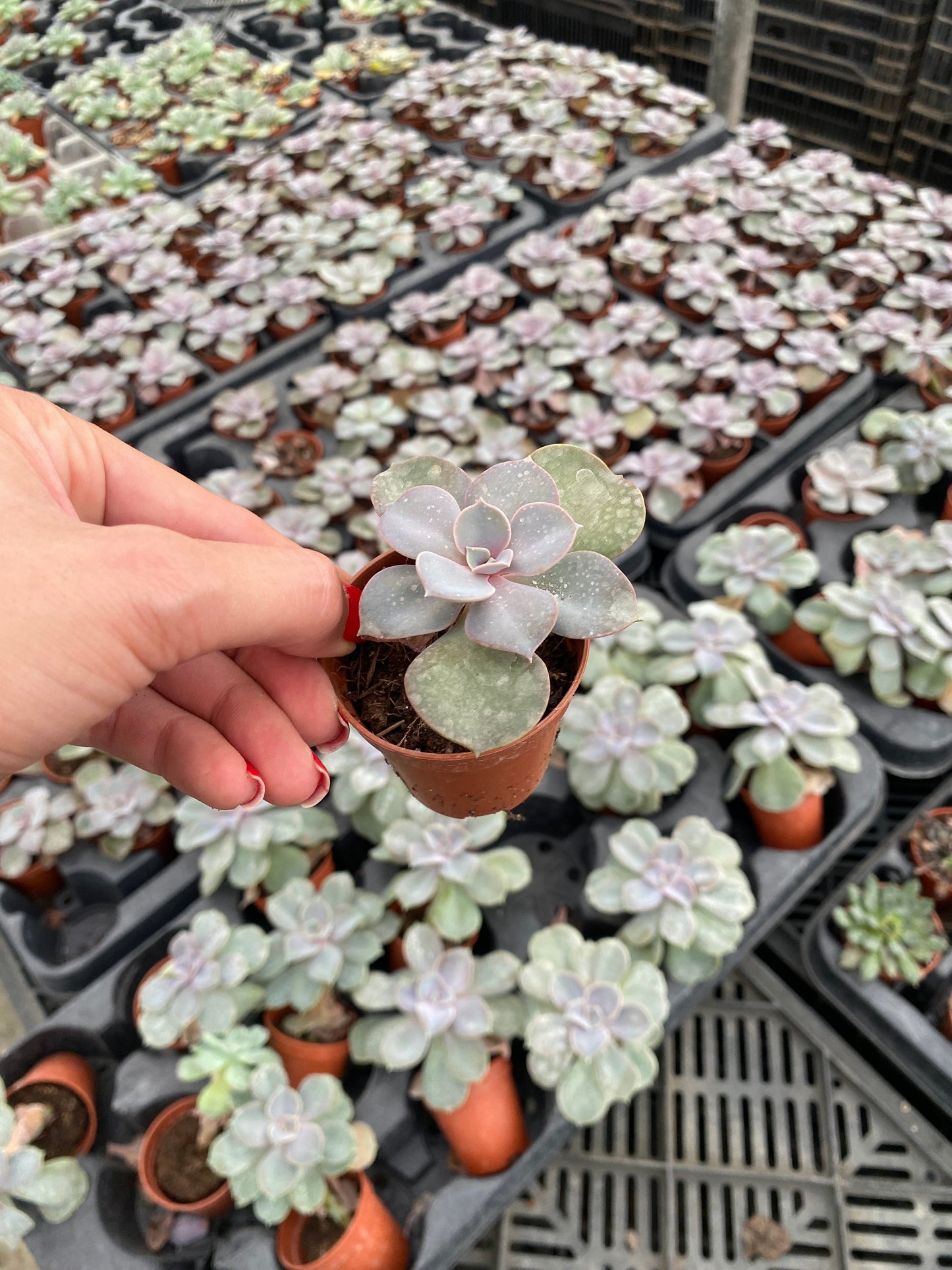 Imported Ghost Plant