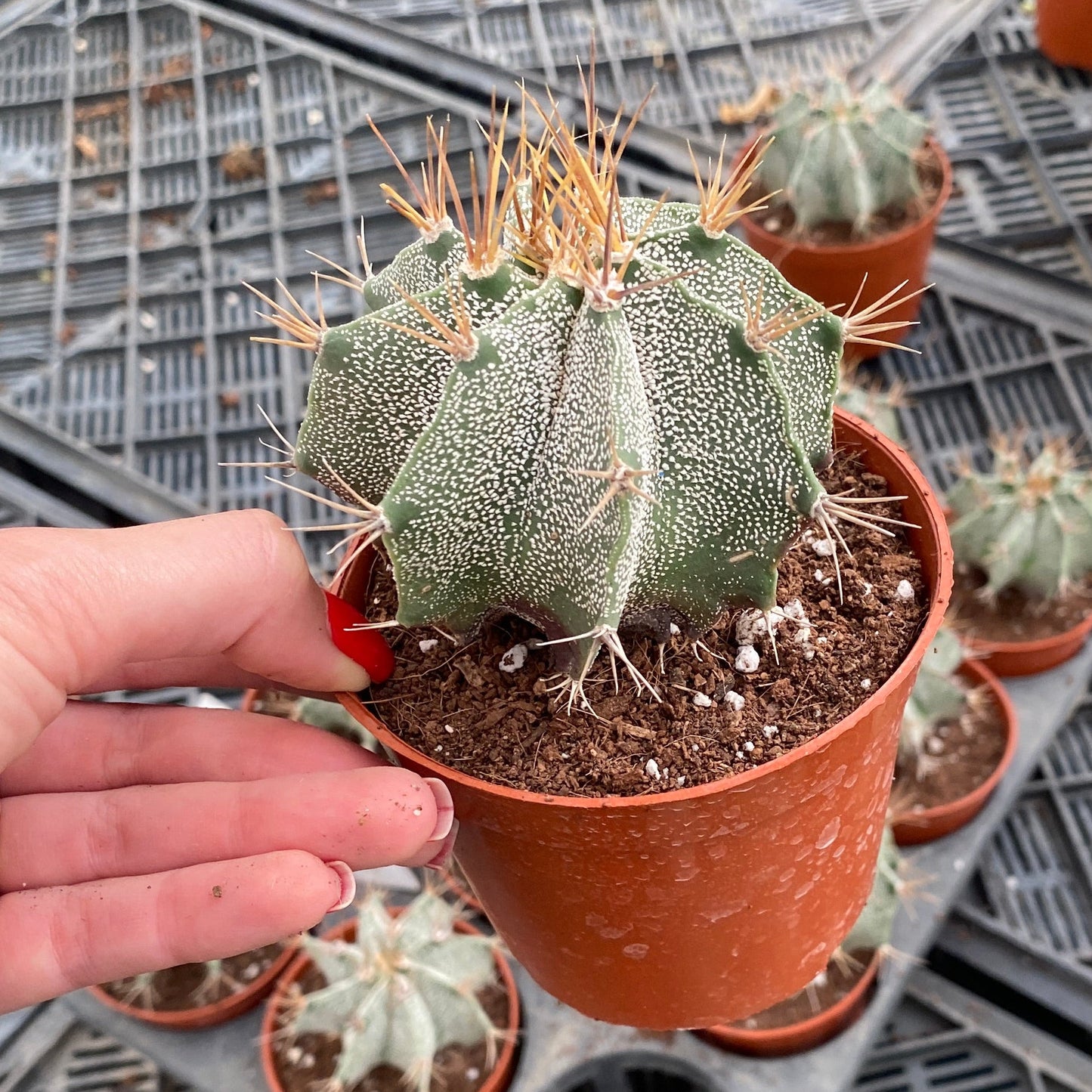 Star Cactus