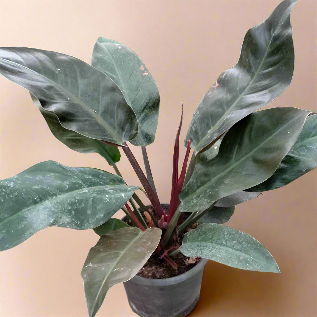 philodendron imperial red common name Philodendron Imperial Red – Easy Indoor Plant Cairo & Giza