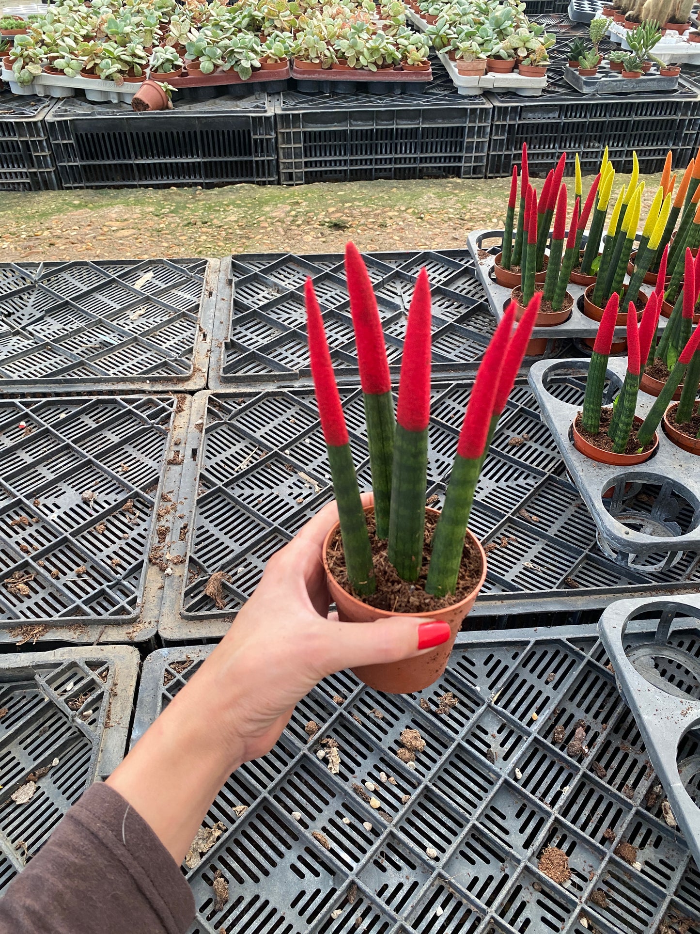 Soft Spears in terracotta clay pot