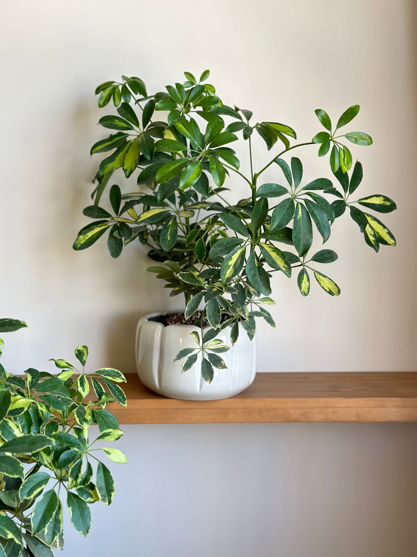 Schefflera Variegated in 18 cm pot — compact indoor houseplant with marbled yellow and green leaves, from Kaynuna Egypt