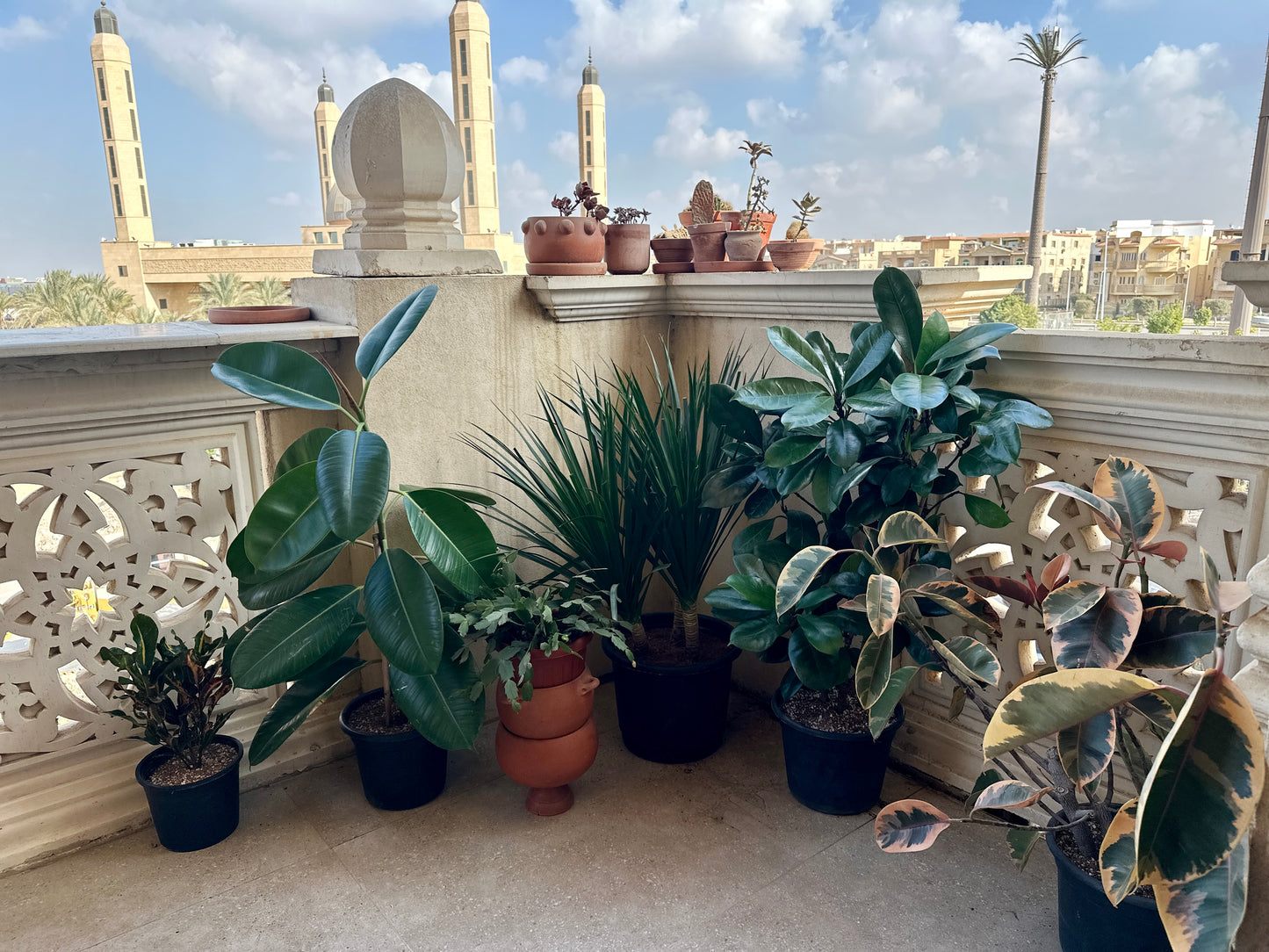 Collection of potted plants on a balcony.