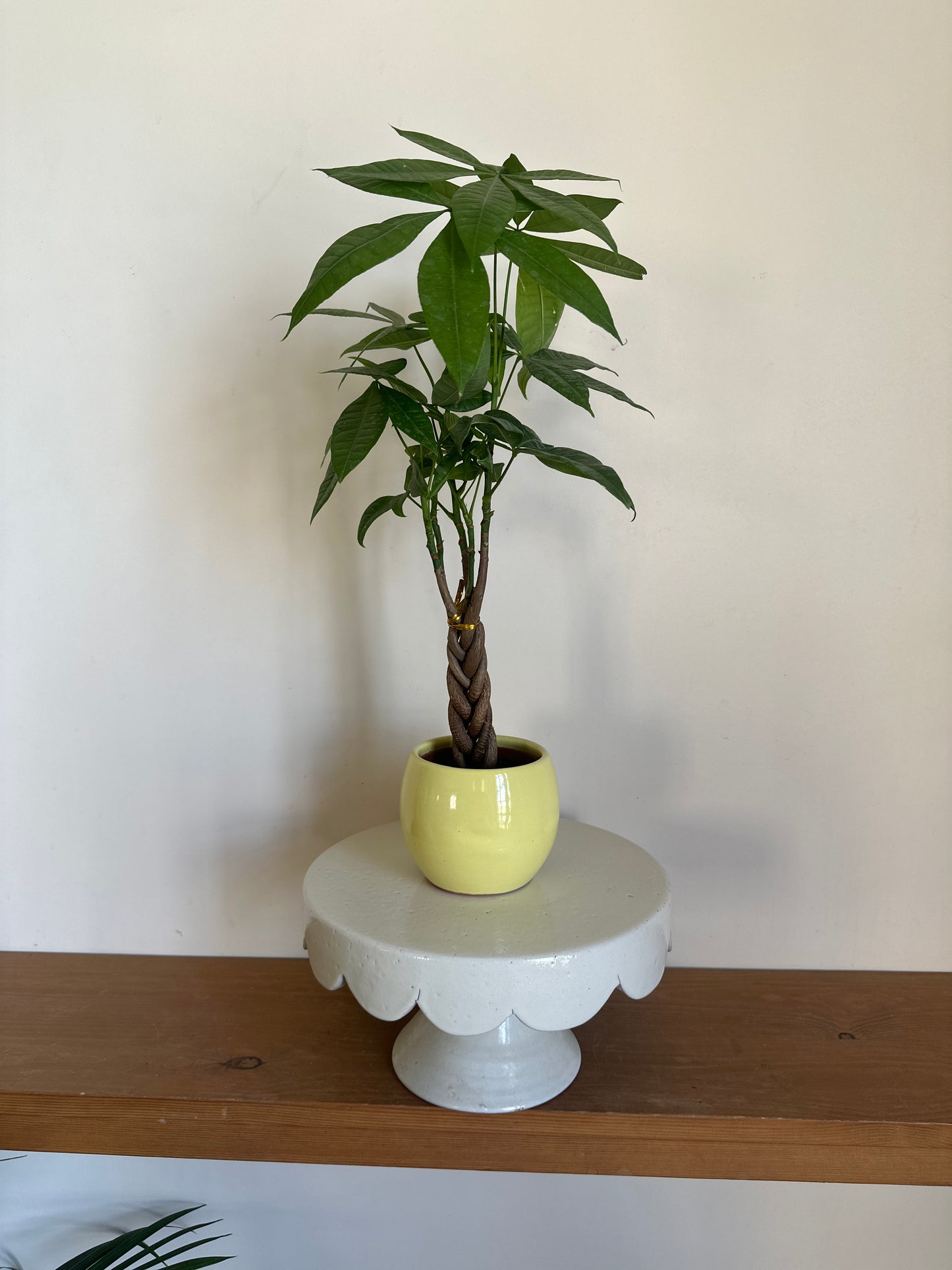 Money Tree - small