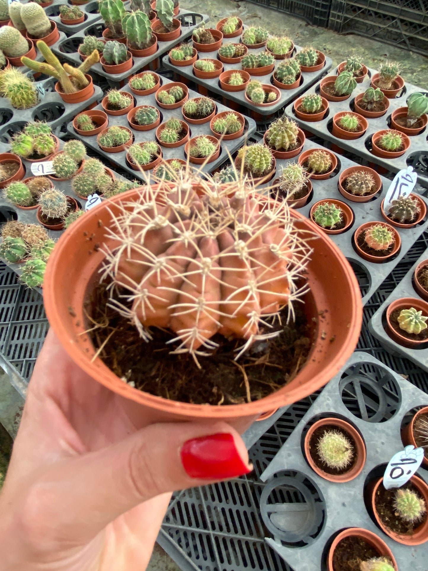 Sun Ball Cactus