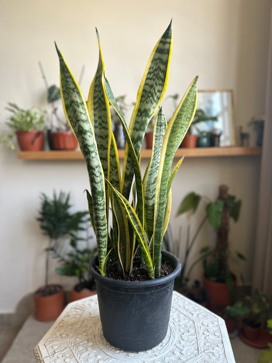 Snake Plant Care Guide