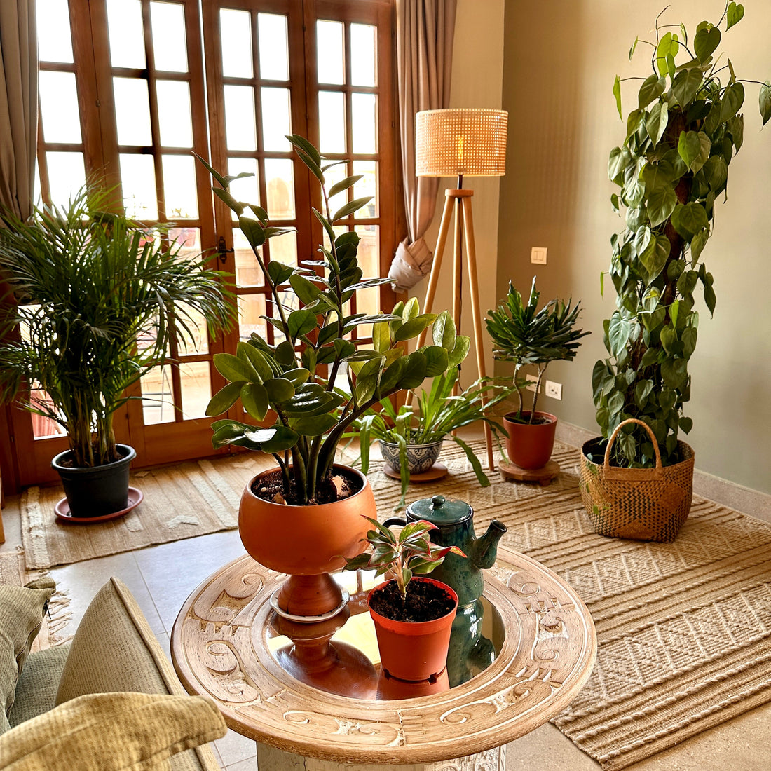 Find The Right Light For Your Plant