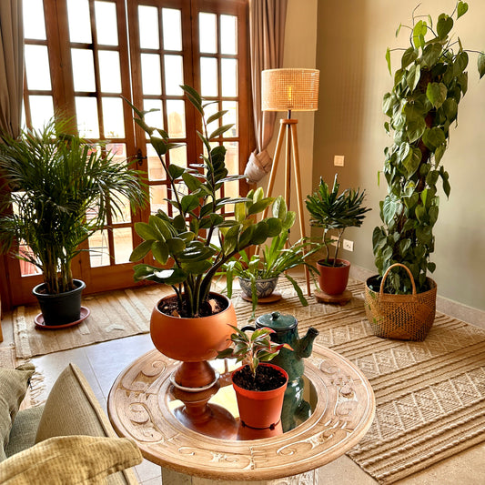 Find The Right Light For Your Plant