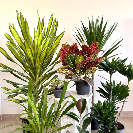 How to choose the right plant for your home
