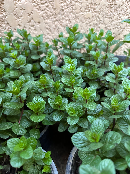 Growing and Caring for Fresh Mint