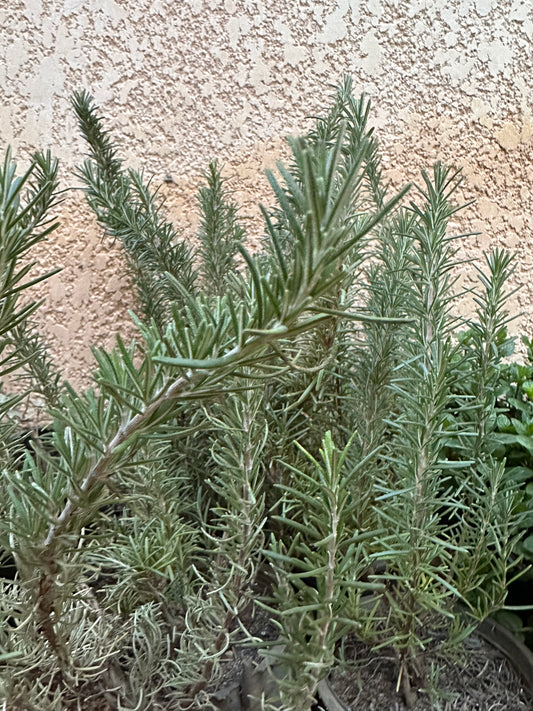 Growing and Caring for Rosemary: Your Complete Guide