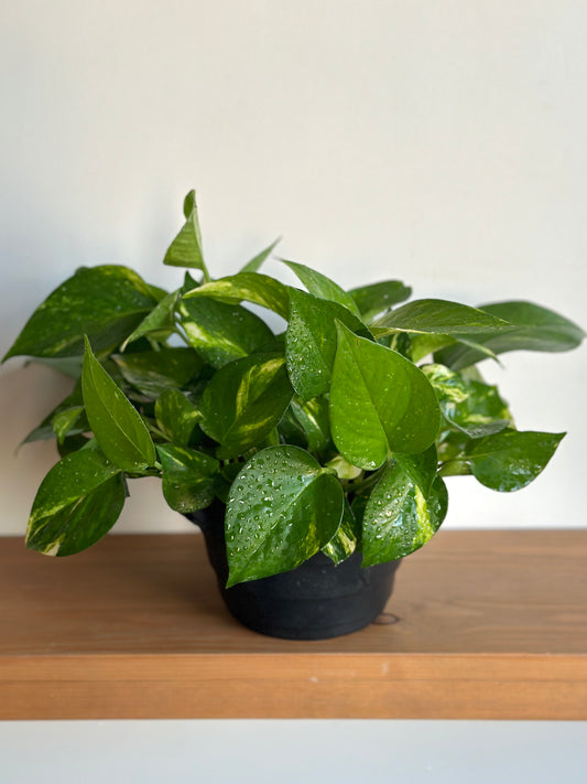 Pothos plant| kaynuna.co