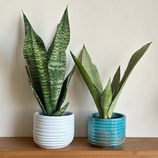 Snake Plant Care Guide