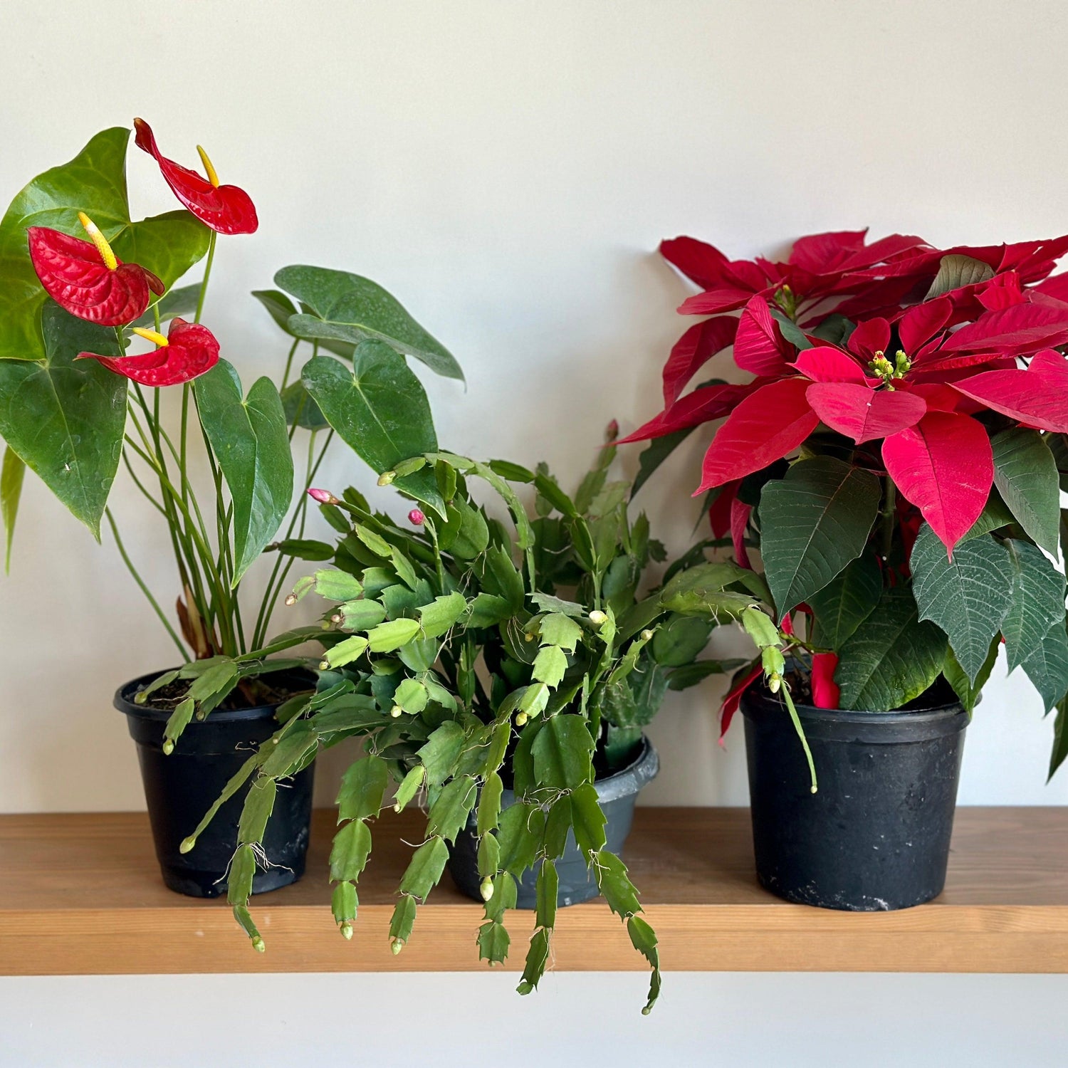 Closeup of christmas plants 