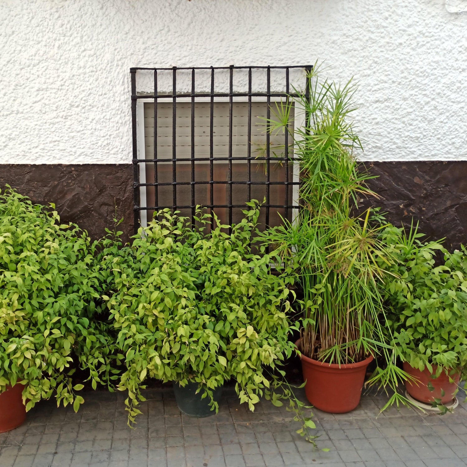 Outdoor Plants