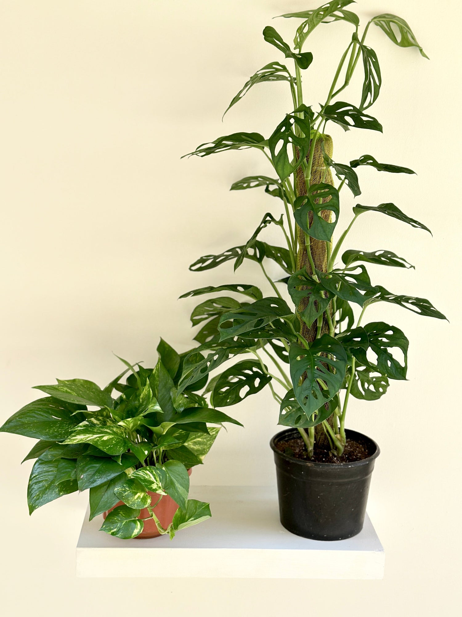 Buy One, Get One Free