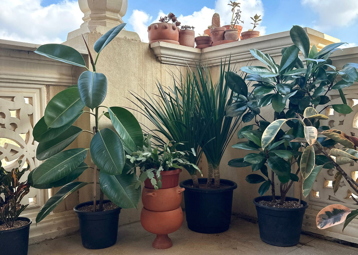 A collection of potted houseplants arranged on a rooftop terrace under a blue sky. The plants include large-leafed rubber plants and a tall spiky ornamental grass, housed in black and terracotta pots against a beige stone wall.