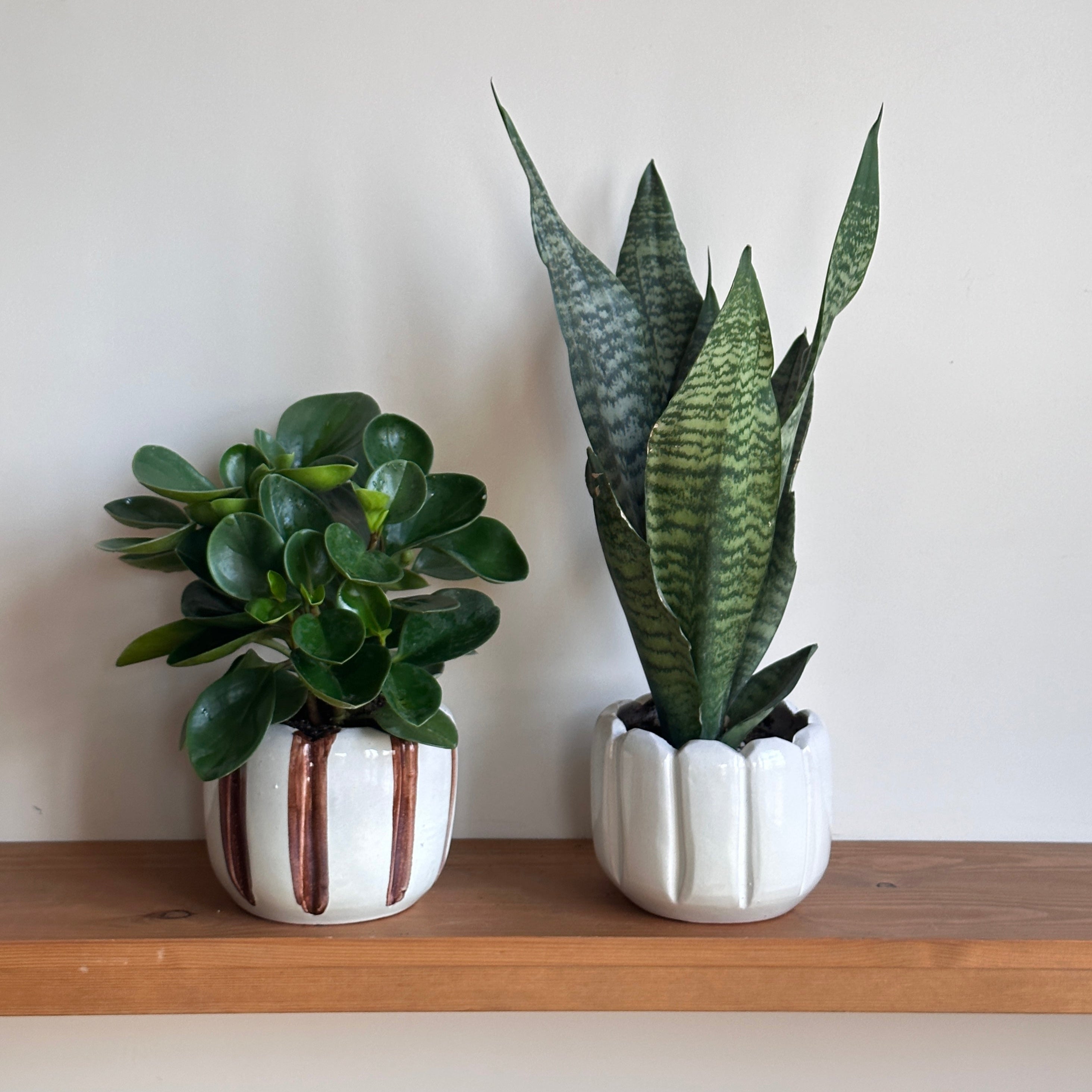 Xanadu - XXL – Kaynuna.co