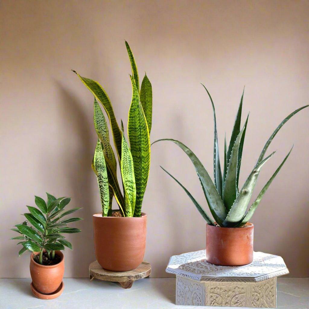 Easy houseplants 