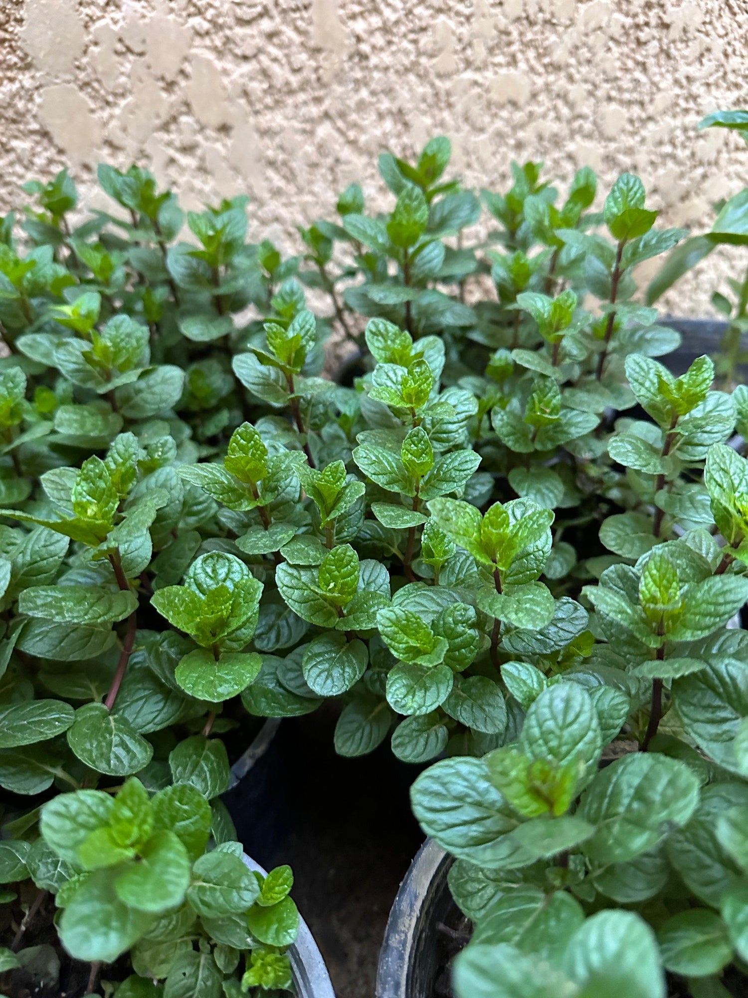 Mint Herb, Available on Kaynuna.co in Cairo, Egypt